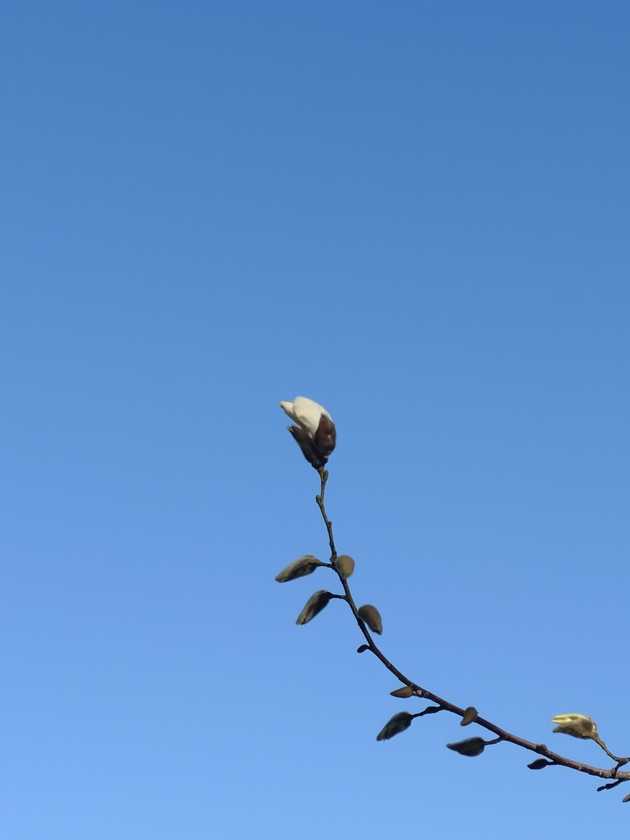 Bild på ensam magnoliaknopp mot blå himmel